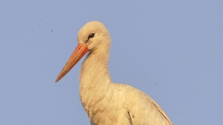 Радост в село Струма. Долетя първия щъркел