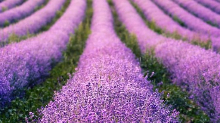 Новата туристическа атракция - „лавандулинг”