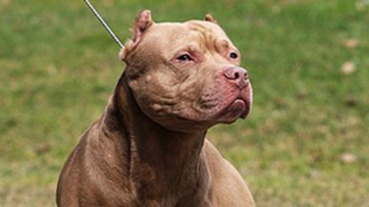 Превъзбудата при питбулите лесно преминава в агресия