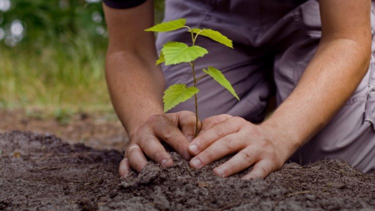 324 декоративни дървета са засадени през есента във Варна
