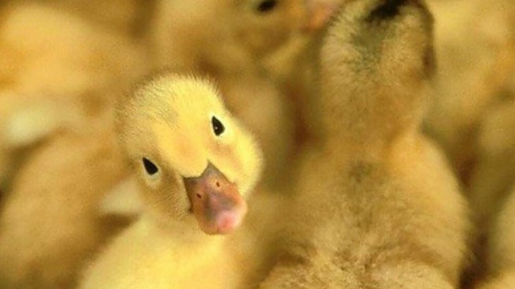 Врани избиват патетата в Борисовата градина!?