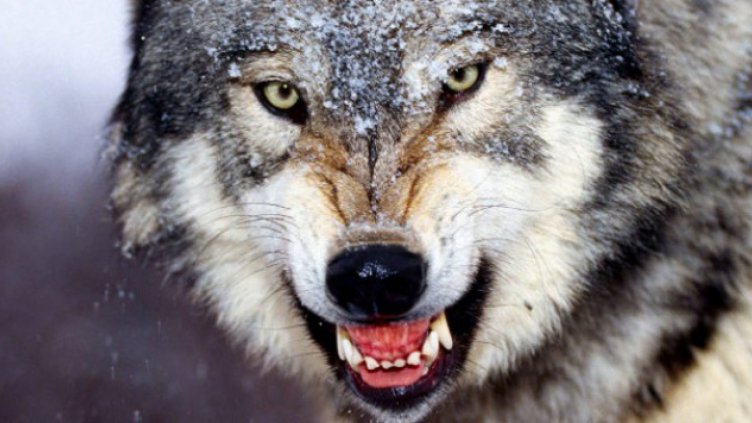 Вълчи вой откъм Румънско стряска нощните смени в Силистра