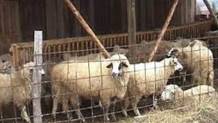 Откраднаха 200 овце в Михайлово
