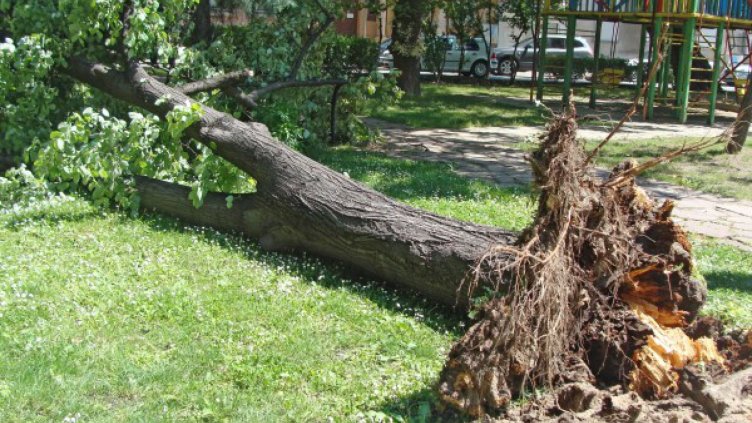 Вятърът събори 2 дървета в Пловдив – няма жертви