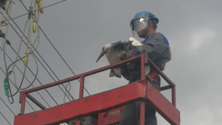 Енергетици спасиха бедстващ щъркел 