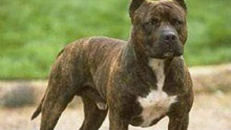 Питбул нахапа дете в училищен двор