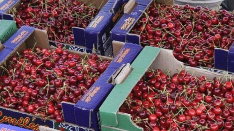 Производители на череши на протест в Кюстендил