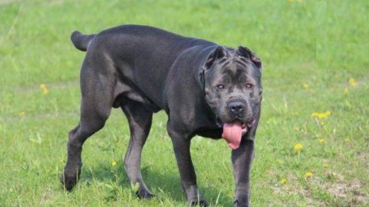 Пет домашни кучета нападнаха и убиха 39-годишен мъж