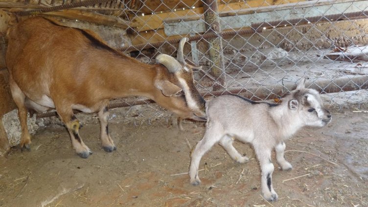 Камерунско козле „проплака“ във варненския зоопарк