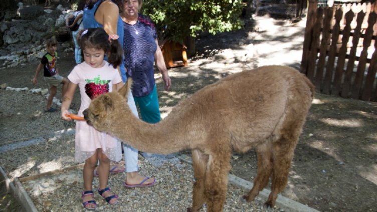 Ламата Президент също ще получи дар от добрия старец. Снимка Ели Маринова, архив.