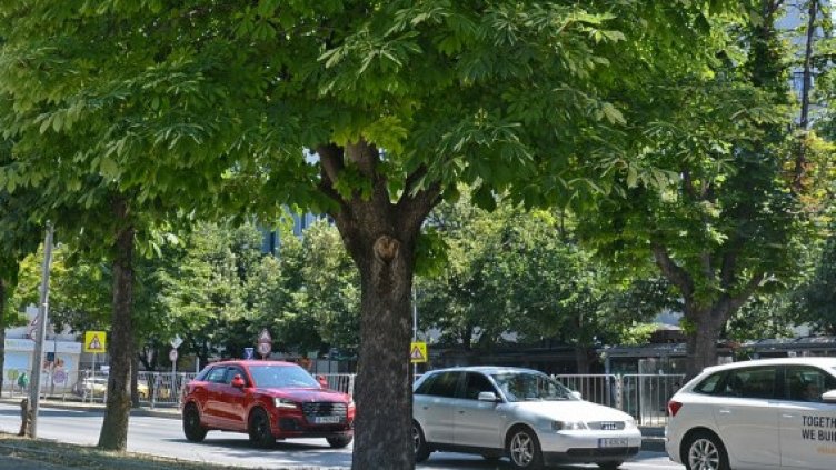 Обработват кестените във Варна срещу вредители