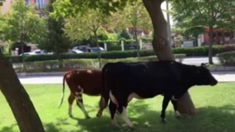 Нова “атракция”: Крави пасат на полянки в Слънчев бряг