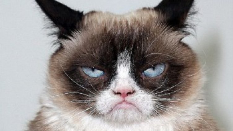 Нацупен котарак печели милиони в мрежата