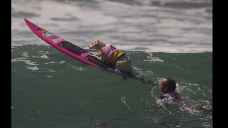 Кучета на състезание със сърфове (ВИДЕО+СНИМКИ)
