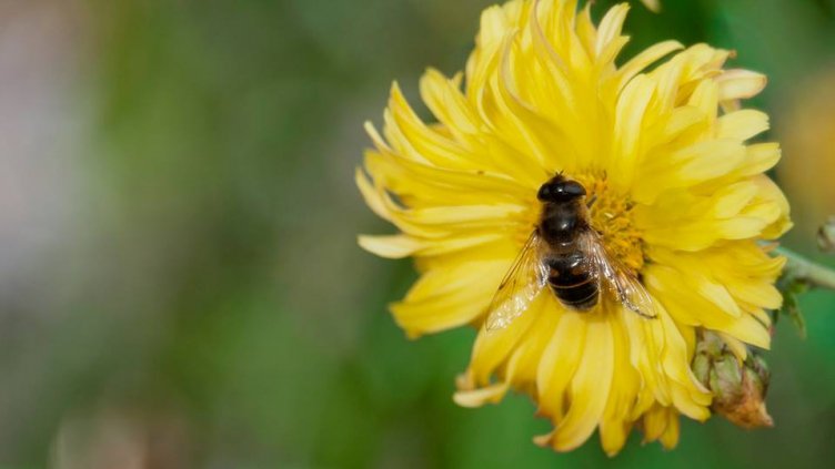 снимка: Ели Маринова