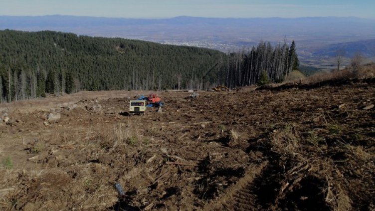 Възстановяват изкоренената гора на Витоша