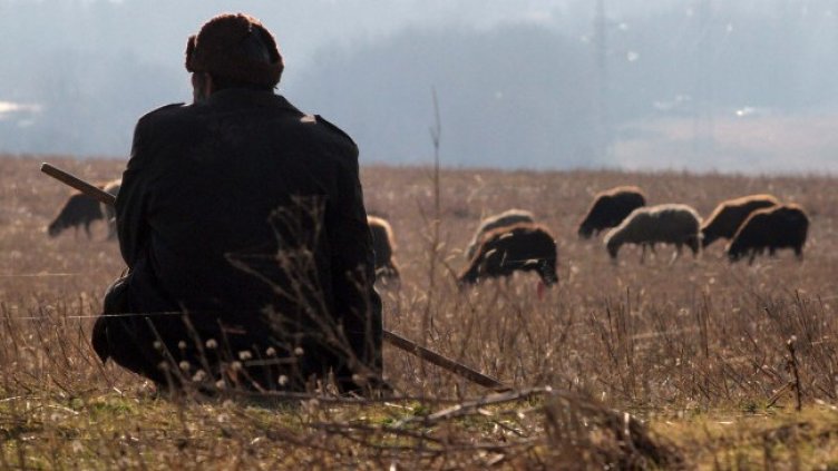 Никой не иска да работи в животновъдството