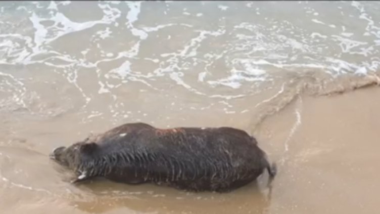 Морето изхвърли мъртво диво прасе