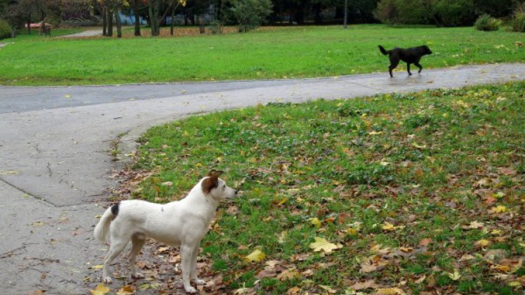 Безстопанствените кучета – 24 хил., приютите са 47