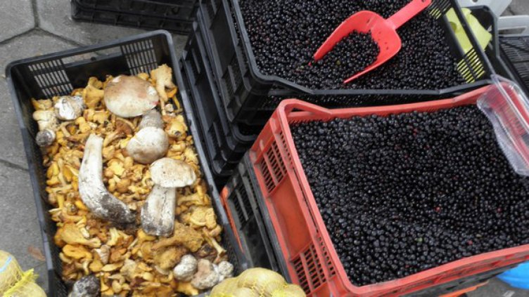 Първите боровинки се появиха на пазара в Кюстендил