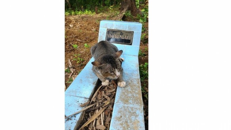 Съкрушена котка не напуска гроба на стопанката си