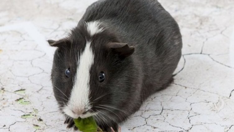 Мадам Шива: Швейцария ще победи Франция