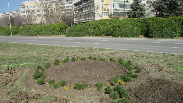 Лавандула и нискостеблени храсти засаждат в район “Приморски” във Варна