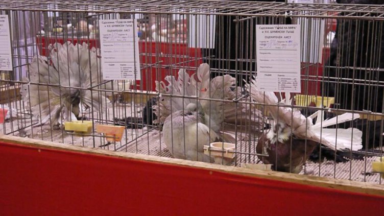 Заниманията с животни предпазват децата от пороци