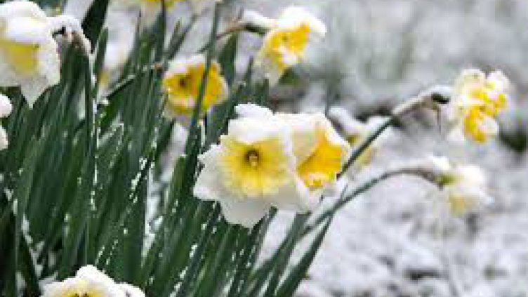 Посрещаме астрономическата пролет със сняг