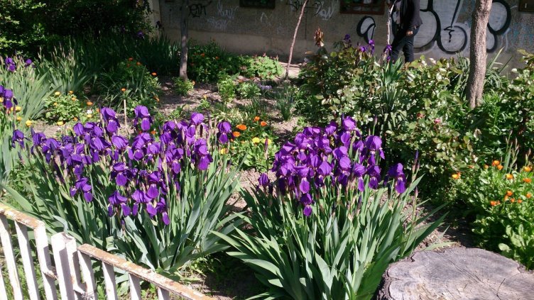 ОбС – Варна, реши: Всеки ще може да поиска общински пари за градинките пред блоковете