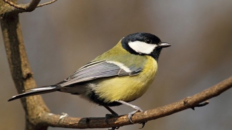 Задържаха притежател на защитени видове пойни птици