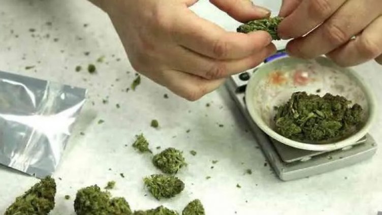 Марихуаната остава най-разпространената дрога във Варна