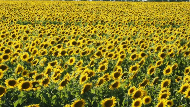 Седмицата започва със слънце, градусите до 29°С