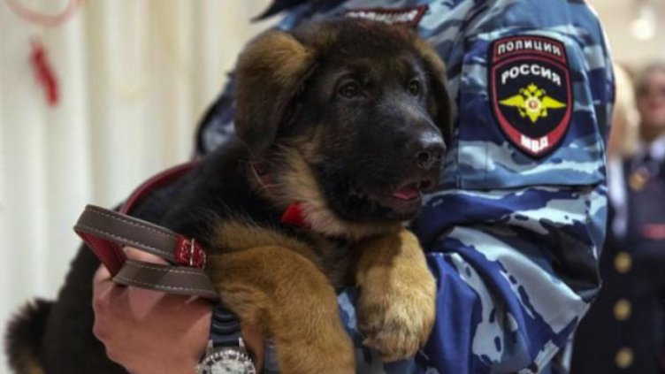 Руското кученце Добриня служи във френската полиция