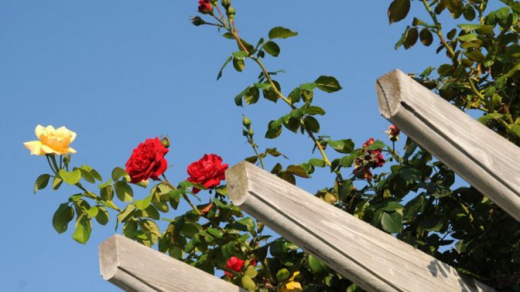 Четвъртък: Много слънце, но и малко дъжд с гръмотевици 