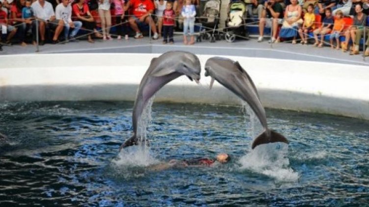 Делфинариумът във Варна открива летния сезон