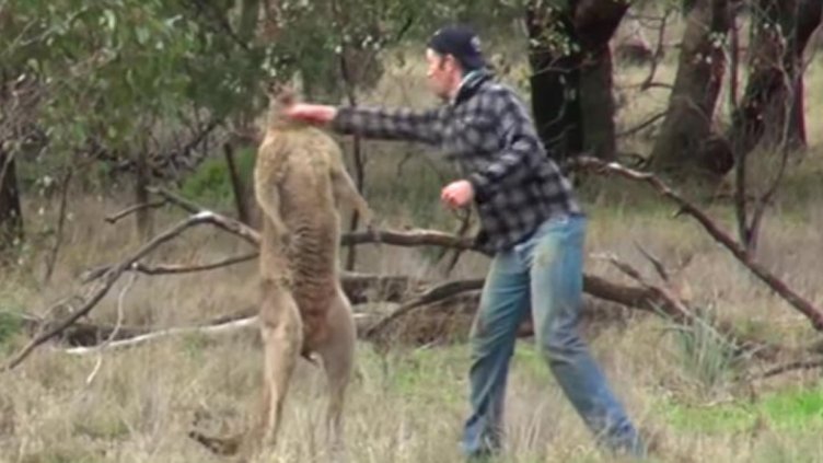 Мъж наби кенгуру, за да спаси куче