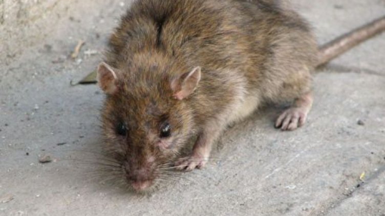 450 000 гърци гледат как пловдивски мишок яде толумбички в сладкарница