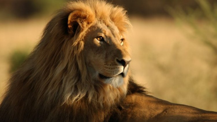 Лъв, използван в телевизионни предавания, нападна хора