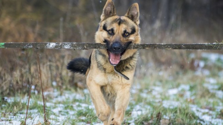 Разследват смъртта на две кучета в лесопарк