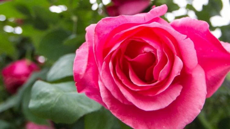 “Бодливите“ тайни на розата вече са разгадани