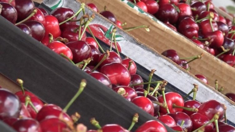 3.50 лв. е максималната цена за килограм кюстендилска череша