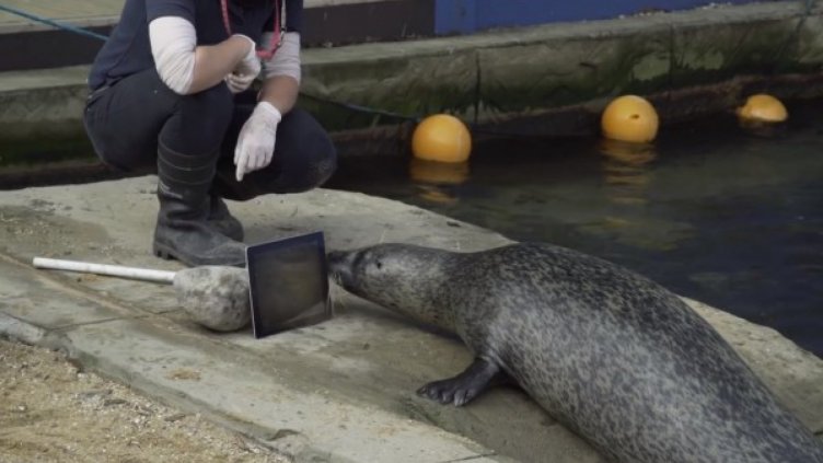 Разделиха похотливи тюлени, сега общуват чрез iPad