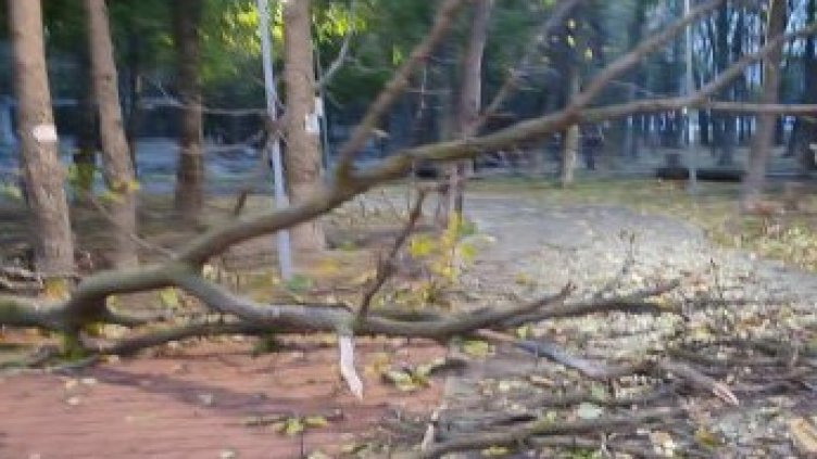 Няколко сигнала за паднали дървета във Варна