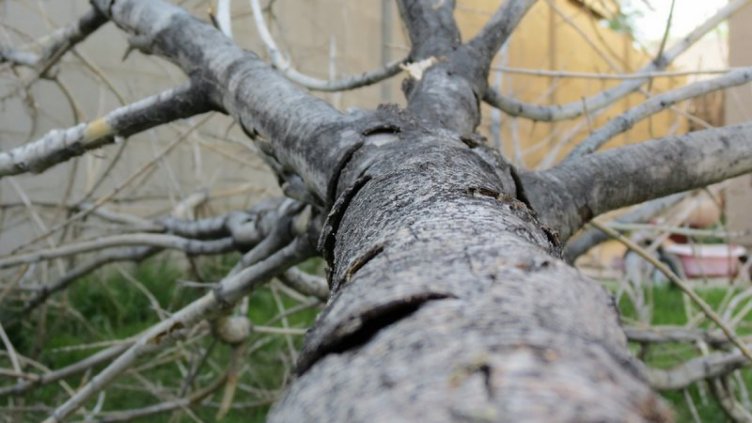 Дървосекач е с опасност за живота след трудова злополука