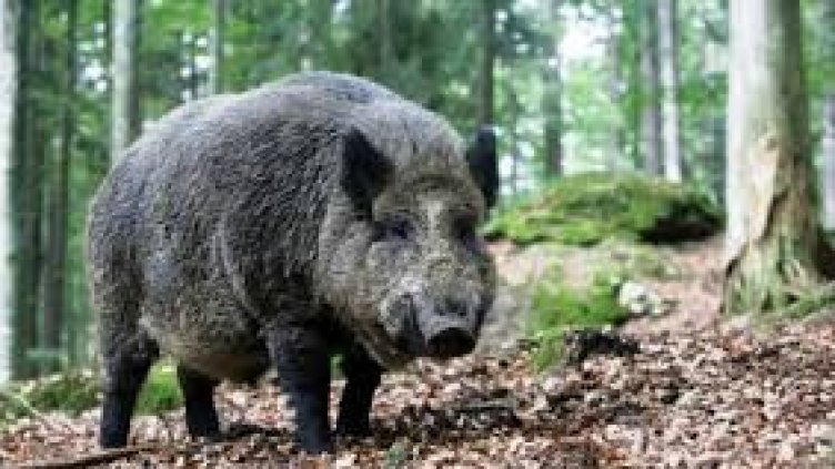 Започва груповият лов на дива свиня и местен дребен дивеч