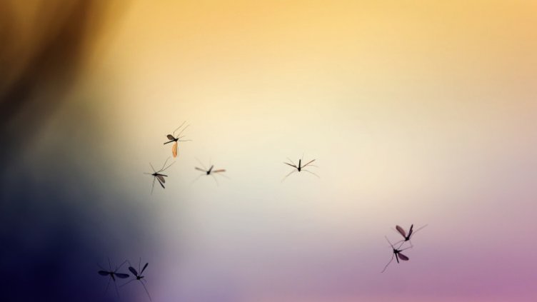 РЗИ - Варна: Има голям риск от западнонилска треска в страната