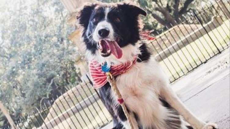 Куче засне предложение за брак на стопанина си