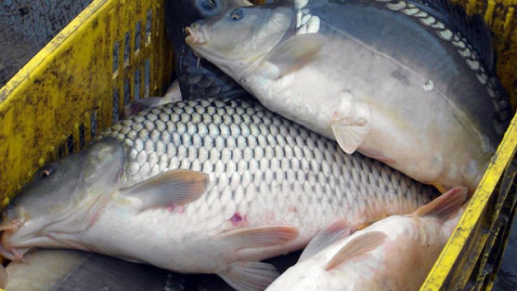 Шаранът трудно ще ни изненада за Никулден