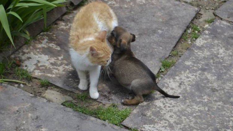  Снимка: Приют за безстопанствени животни - Габрово